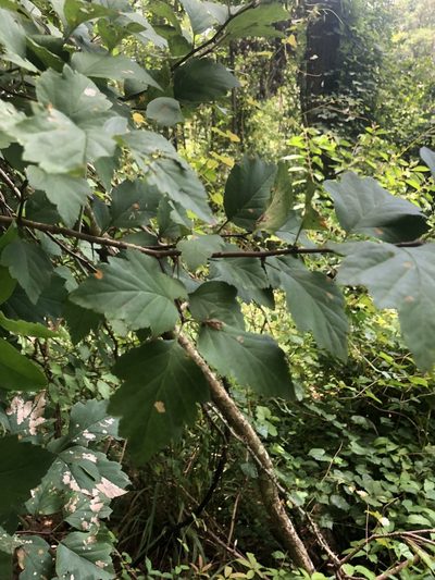 Crataegus venusta, photographed by John Kees