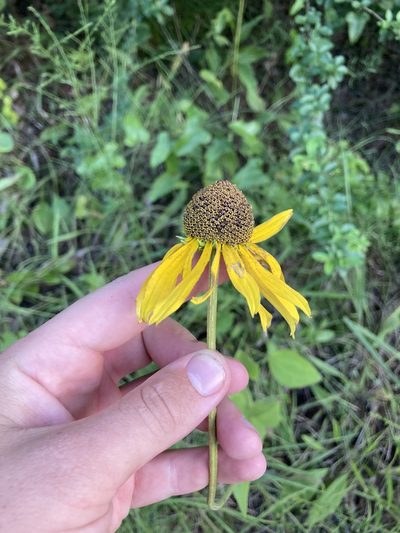 Rudbeckia alismifolia, photographed by John Michael