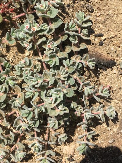 Euphorbia vallis-mortae, photographed by Adam J. Searcy