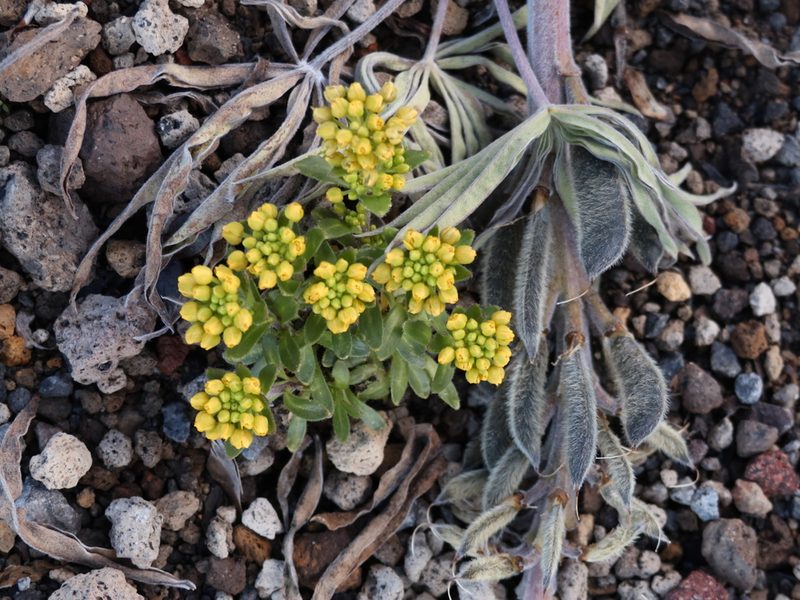 Draba jorullensis, photographed by Guillermo Huerta Ramos