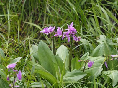 Primula jeffreyi, photographed by Matt Muir