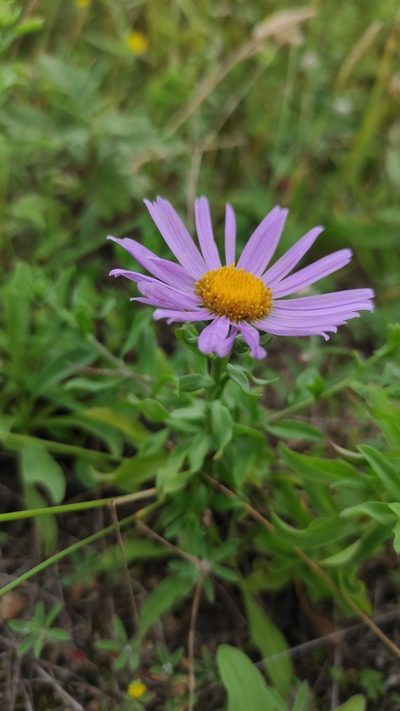 Aster hispidus, photographed by Dmitrii Mostovoi