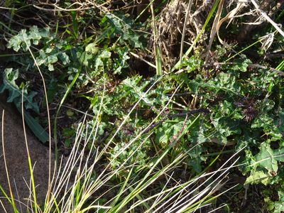 Solanum prinophyllum, photographed by Gary Williams
