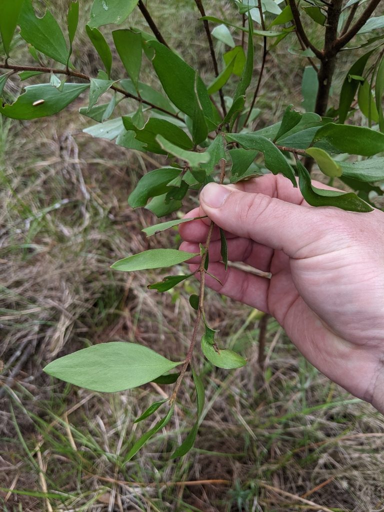 Persoonia stradbrokensis, photographed by Nick Swanson