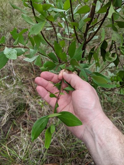 Persoonia stradbrokensis, photographed by Nick Swanson