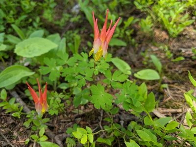 Aquilegia elegantula, photographed by Zac Peterson