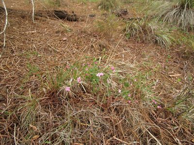 Boronia crenulata, photographed by A.J. Anderson