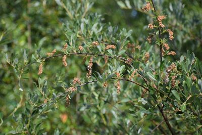 Salix bebbiana, photographed by Syd Cannings