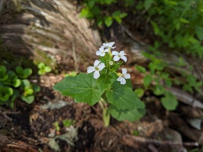 Cardamine cordifolia, photographed by Zac Peterson