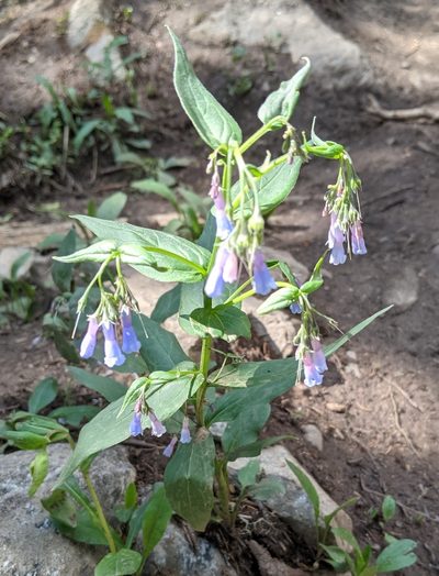 Mertensia franciscana, photographed by Zac Peterson