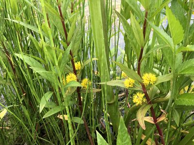 Lysimachia thyrsiflora, photographed by Jason Grant