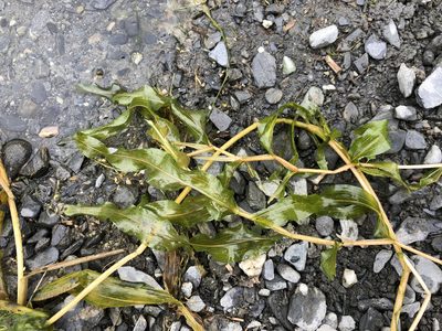 Potamogeton praelongus, photographed by Jason Grant