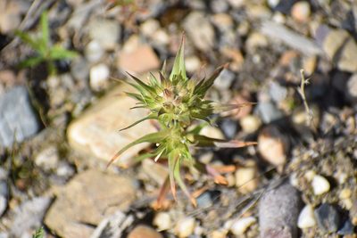 Collomia linearis, photographed by Syd Cannings
