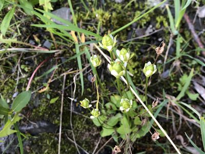 Parnassia kotzebuei, photographed by Jason Grant