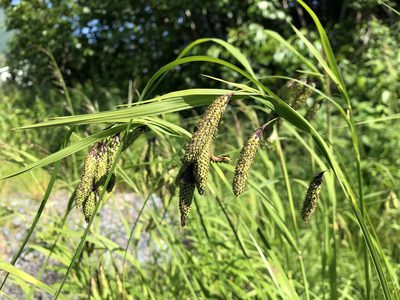 Carex mertensii, photographed by Jason Grant