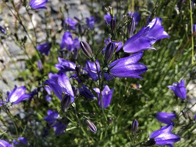 Campanula alaskana, photographed by Jason Grant