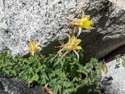 Aquilegia pubescens, photographed by Zac Peterson