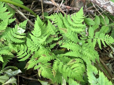 Gymnocarpium disjunctum, photographed by Jason Grant