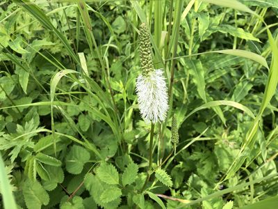 Sanguisorba stipulata, photographed by Jason Grant