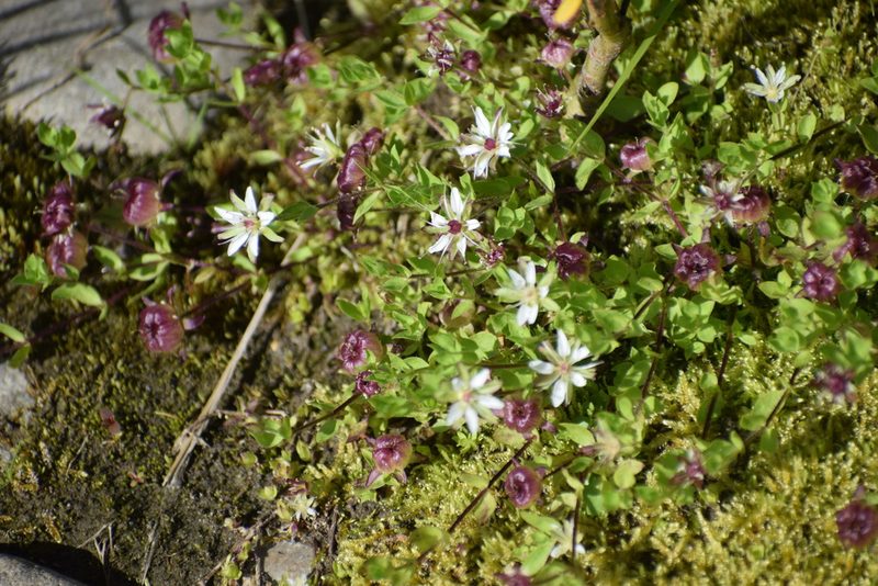 Wilhelmsia physodes, photographed by Syd Cannings