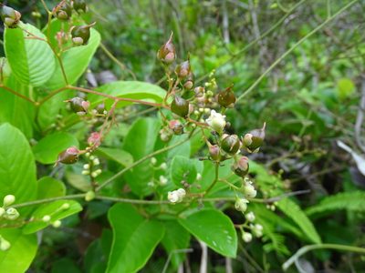 Tetracera sarmentosa, photographed by Toby Y