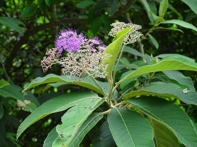Callicarpa nudiflora, photographed by Toby Y