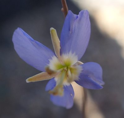 Heliophila lactea, photographed by Peter Warren