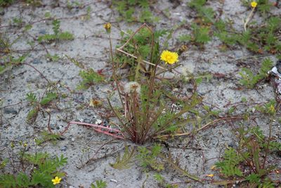 Taraxacum scariosum, photographed by Tatiana Strus
