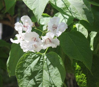 Catalpa bignonioides, photographed by Daria