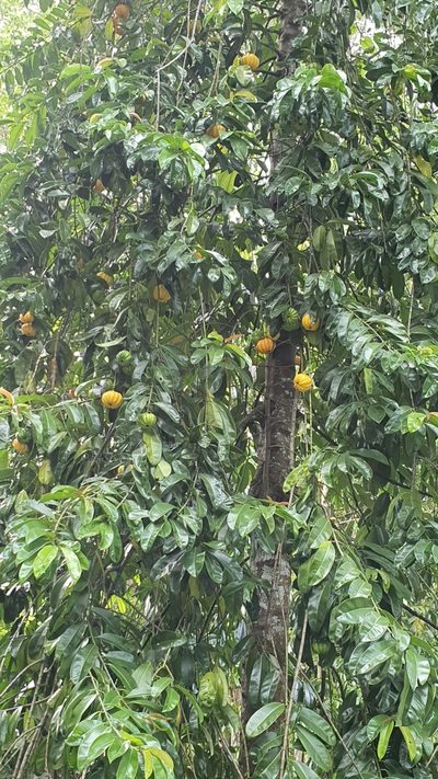 Garcinia atroviridis, photographed by Cheongweei Gan