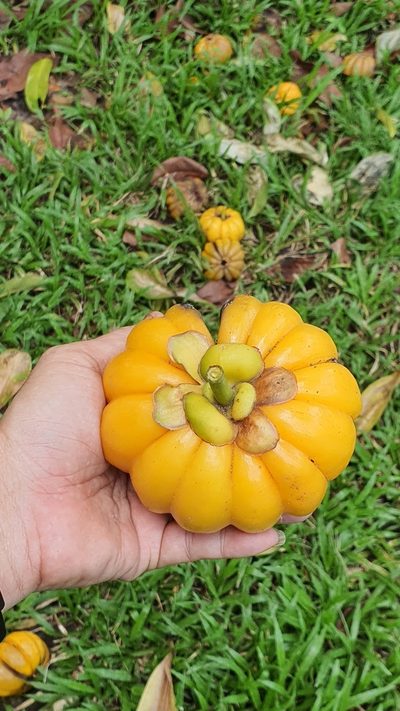 Garcinia atroviridis, photographed by Cheongweei Gan