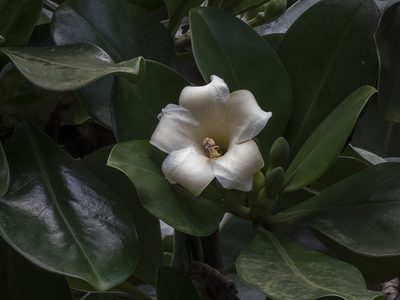 Fagraea ceilanica, photographed by Paulmathi Vinod
