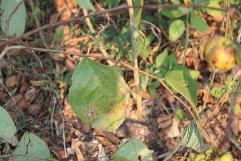 Phyllanthus grandifolius, photographed by Alexis López Hernández