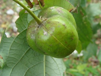 Phyllanthus grandifolius, photographed by Alexis López Hernández