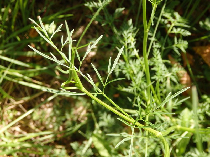 Selinum broteroi, photographed by Carminda Santos