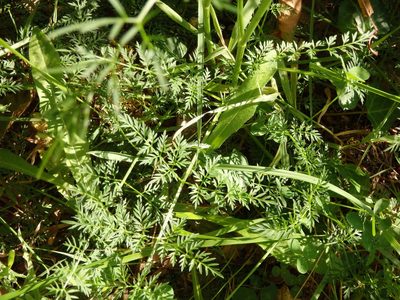 Selinum broteroi, photographed by Carminda Santos