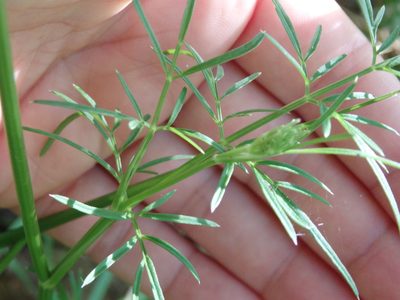 Selinum broteroi, photographed by Carminda Santos