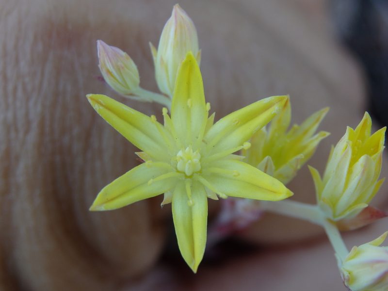Petrosedum pruinatum, photographed by Carminda Santos