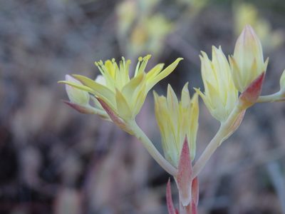 Petrosedum pruinatum, photographed by Carminda Santos