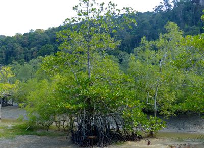 Rhizophora apiculata, photographed by Bernard DUPONT