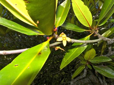 Rhizophora apiculata, photographed by Bernard DUPONT