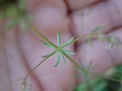 Galium parisiense, photographed by Carminda Santos