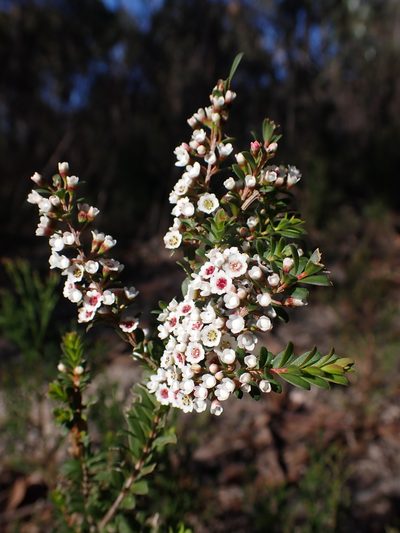 Thryptomene calycina, photographed by Nina Kerr