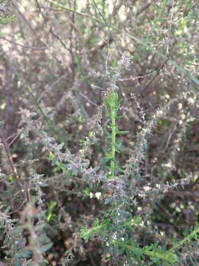 Olearia ramulosa, photographed by Nina Kerr