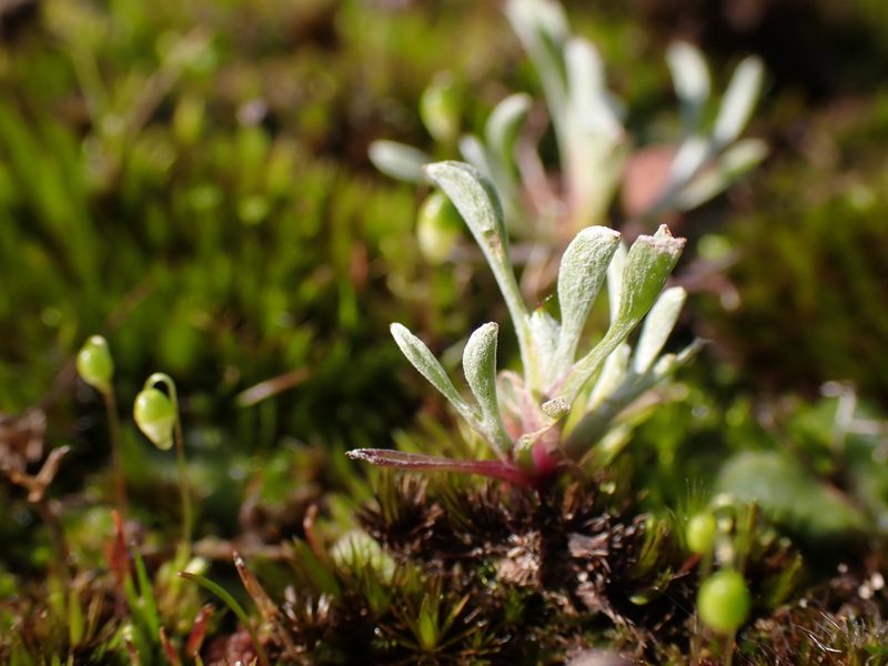 Quinetia urvillei, photographed by Nina Kerr