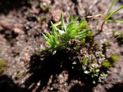 Hyalosperma demissum, photographed by Nina Kerr