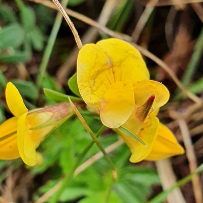 Lotus alpinus, photographed by hecklemore