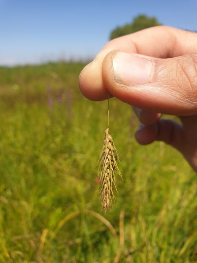 Carex paleacea, photographed by Étienne Léveillé-Bourret