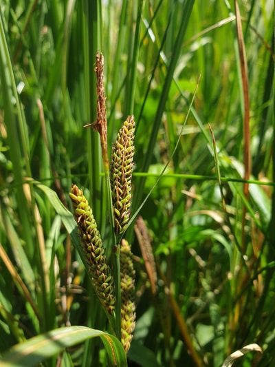 Carex vacillans, photographed by Étienne Léveillé-Bourret