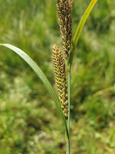 Carex vacillans, photographed by Étienne Léveillé-Bourret